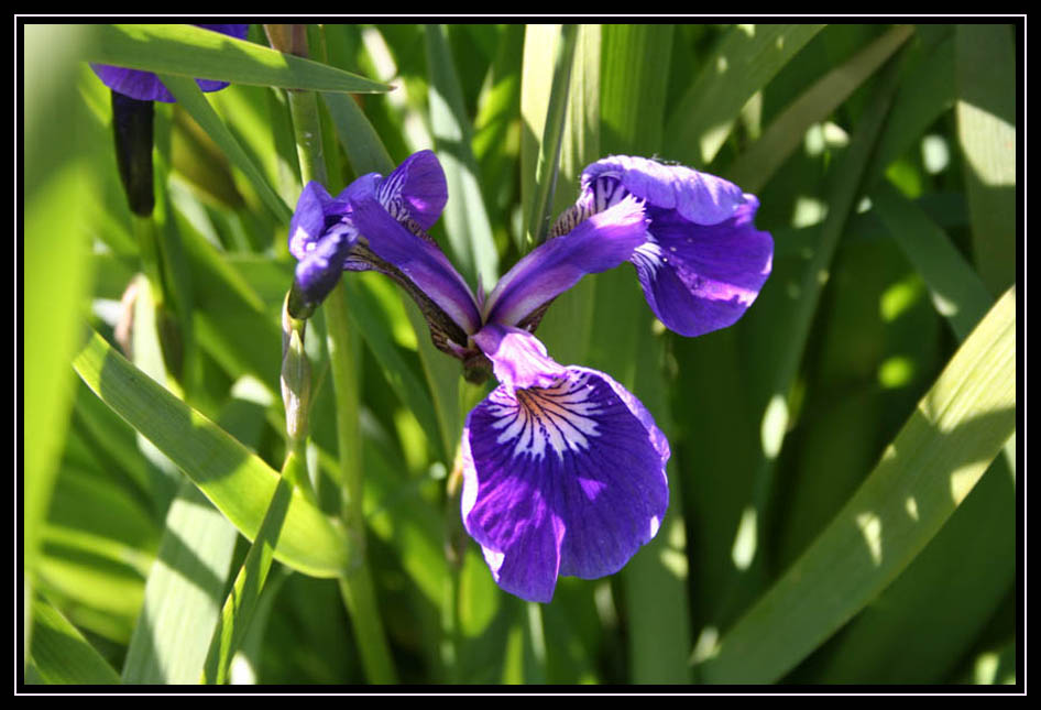 Blue Flag