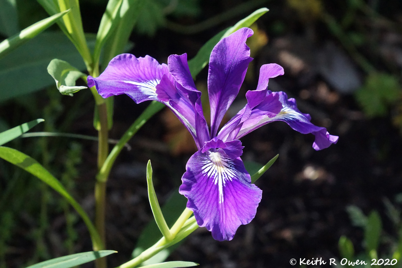 Blue Flag