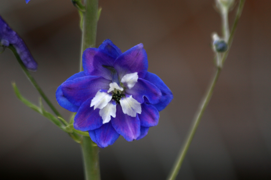Blue Flower