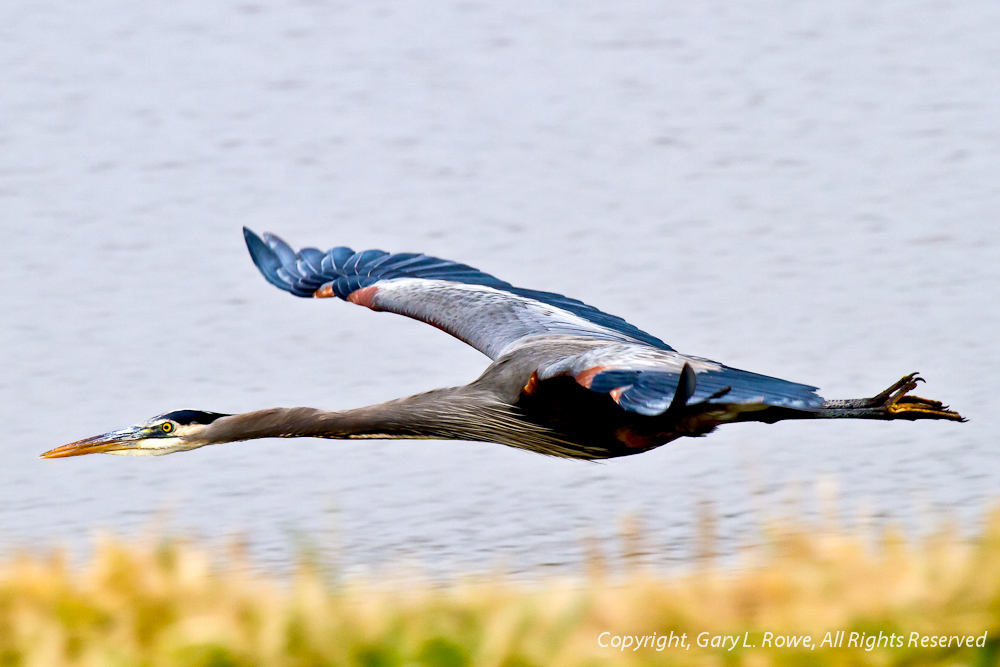 Blue Heron Flying Low.....