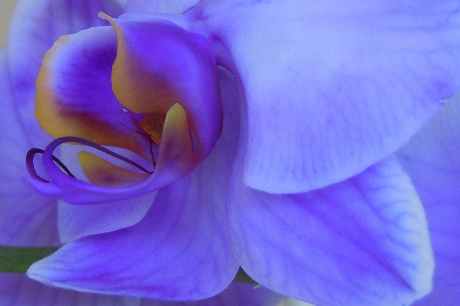 Blue Orchid