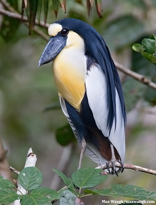 Boat-Billed Heron