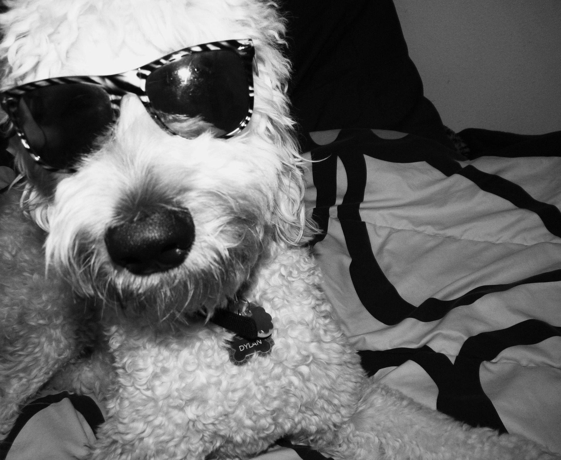 (bob) Dylan the Goldendoodle
