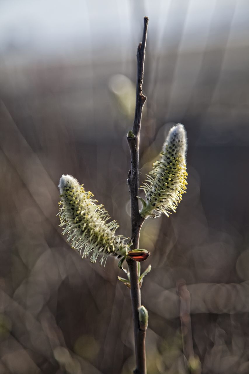 Bokeh Willow