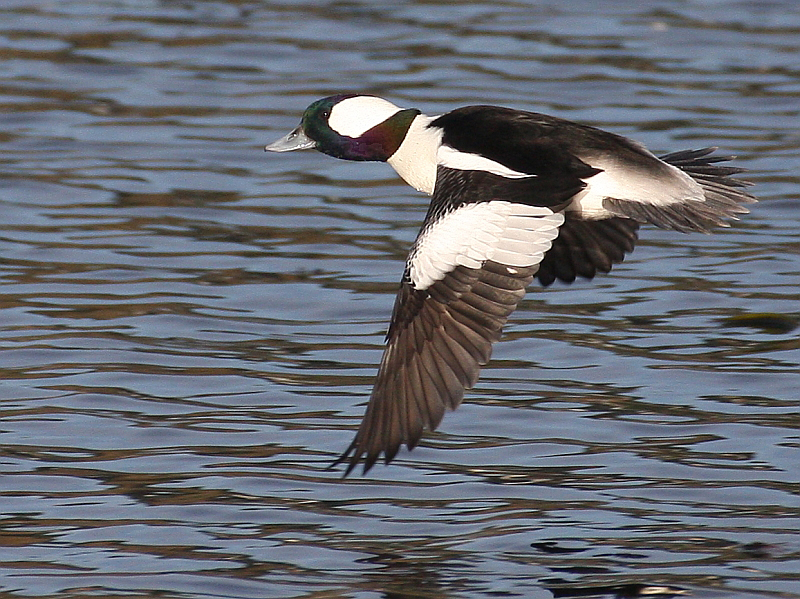 Bookin' Bufflehead