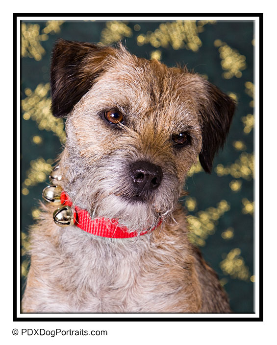 Border Terrier