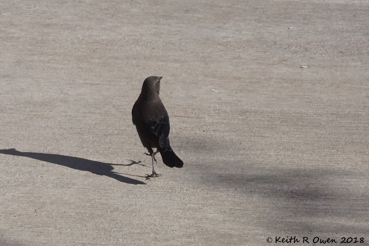 Brewer's Blackbird