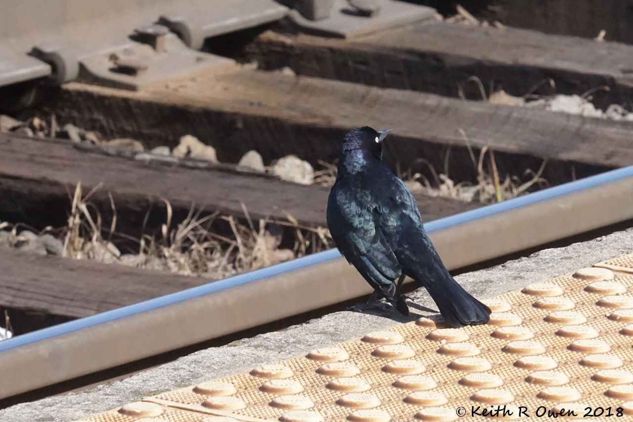 Brewer's Blackbird