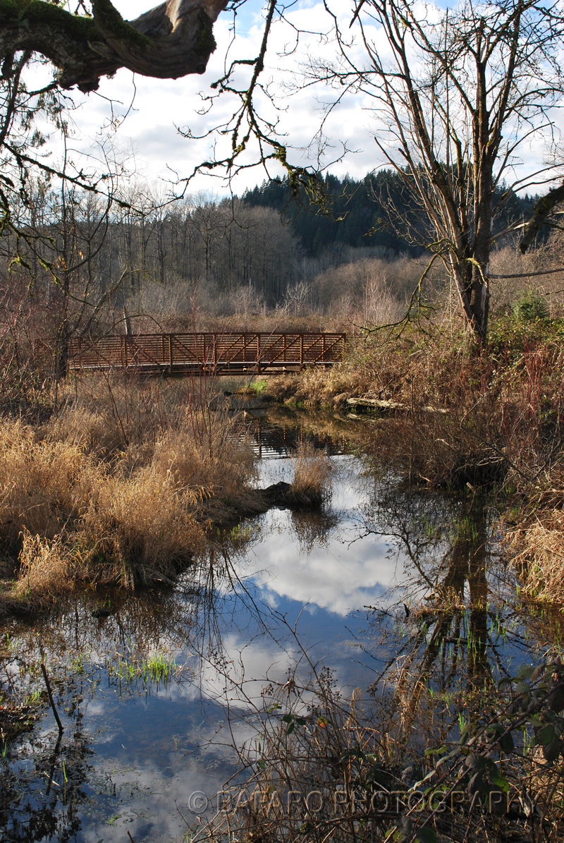Bridge and reflective water