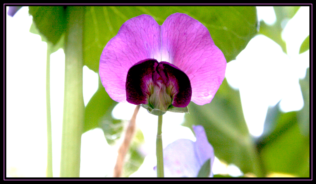 Bright Snow Pea