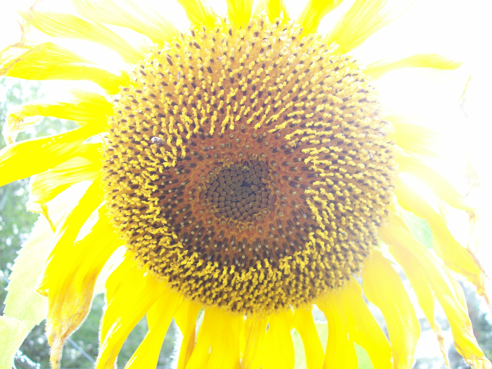 Bright Sunflower