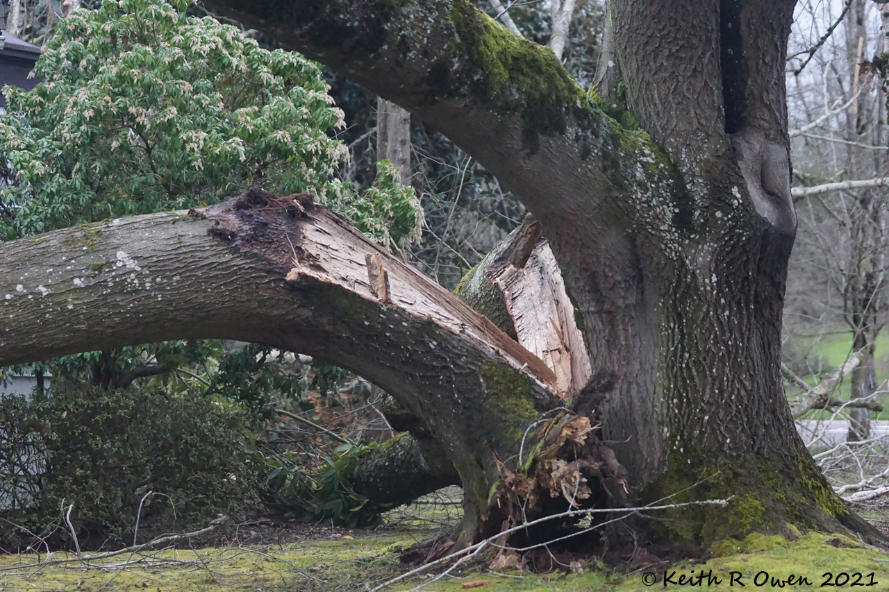 Broken Tree