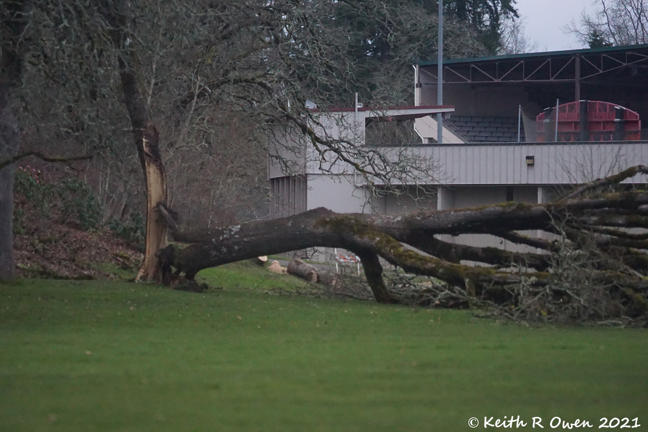 Broken Tree