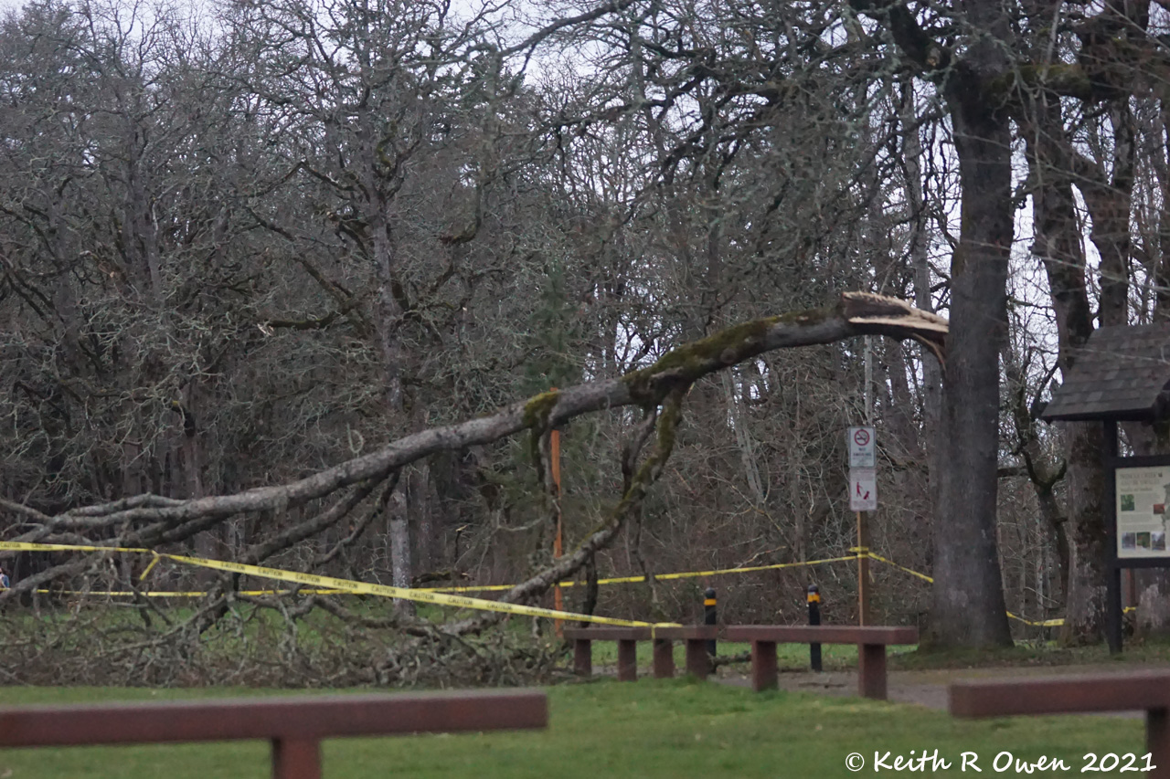 Broken Tree
