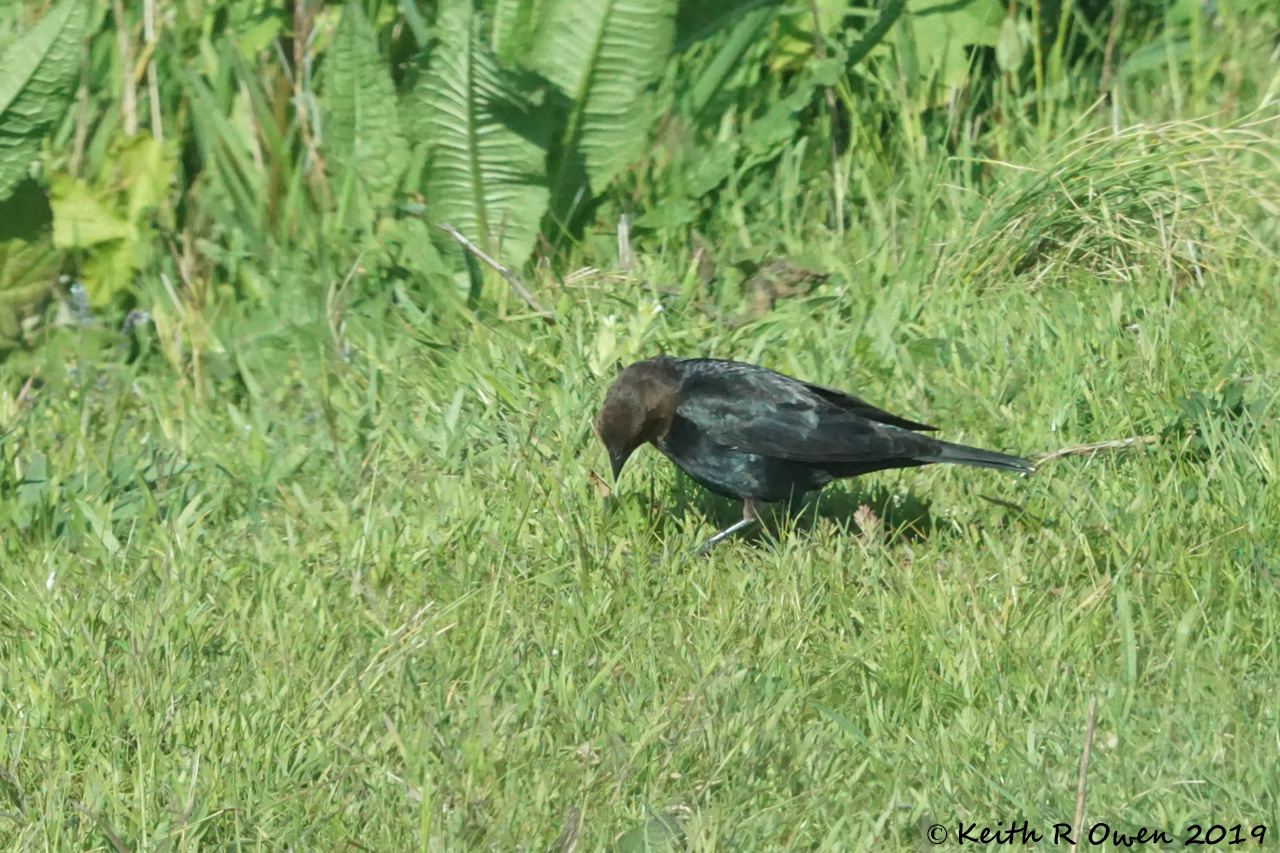 Brown-headed Cowbird
