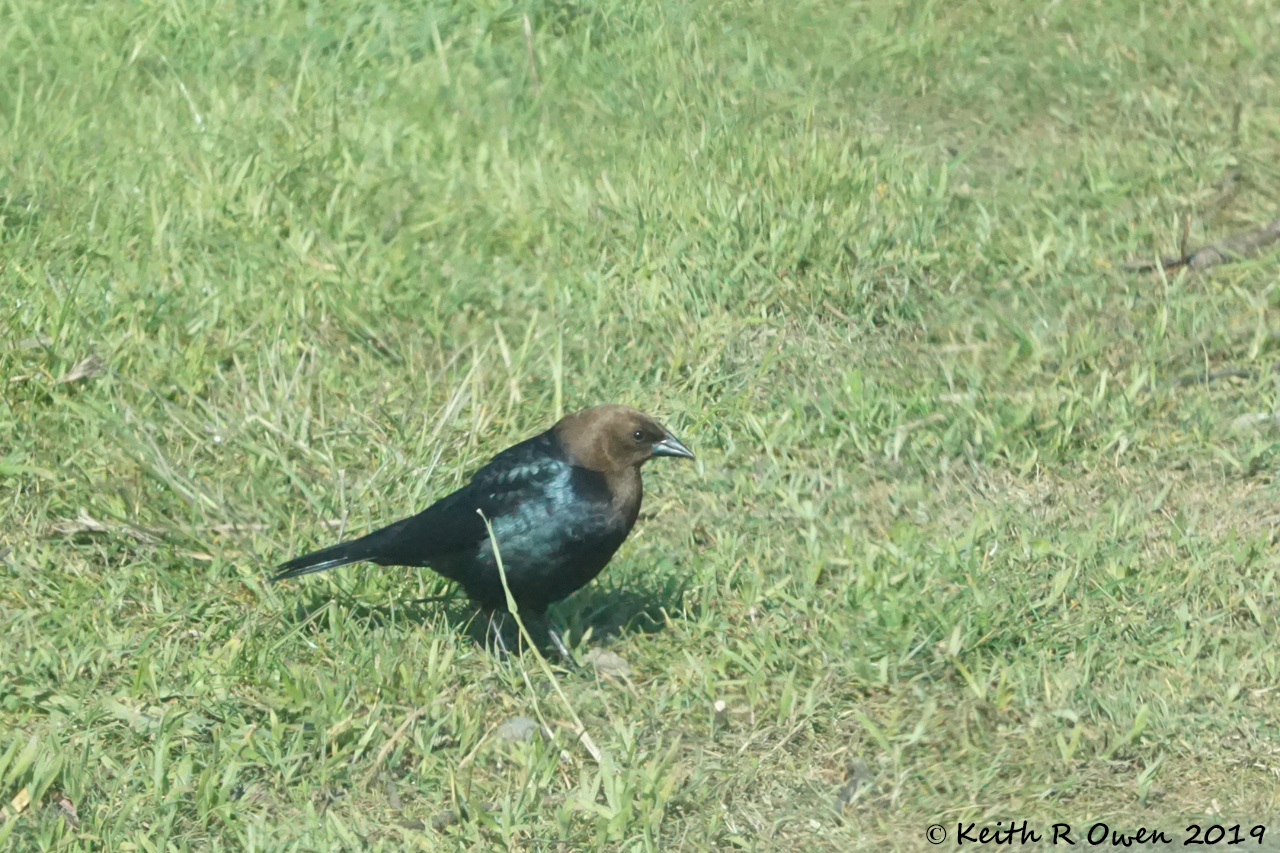 Brown-headed Cowbird