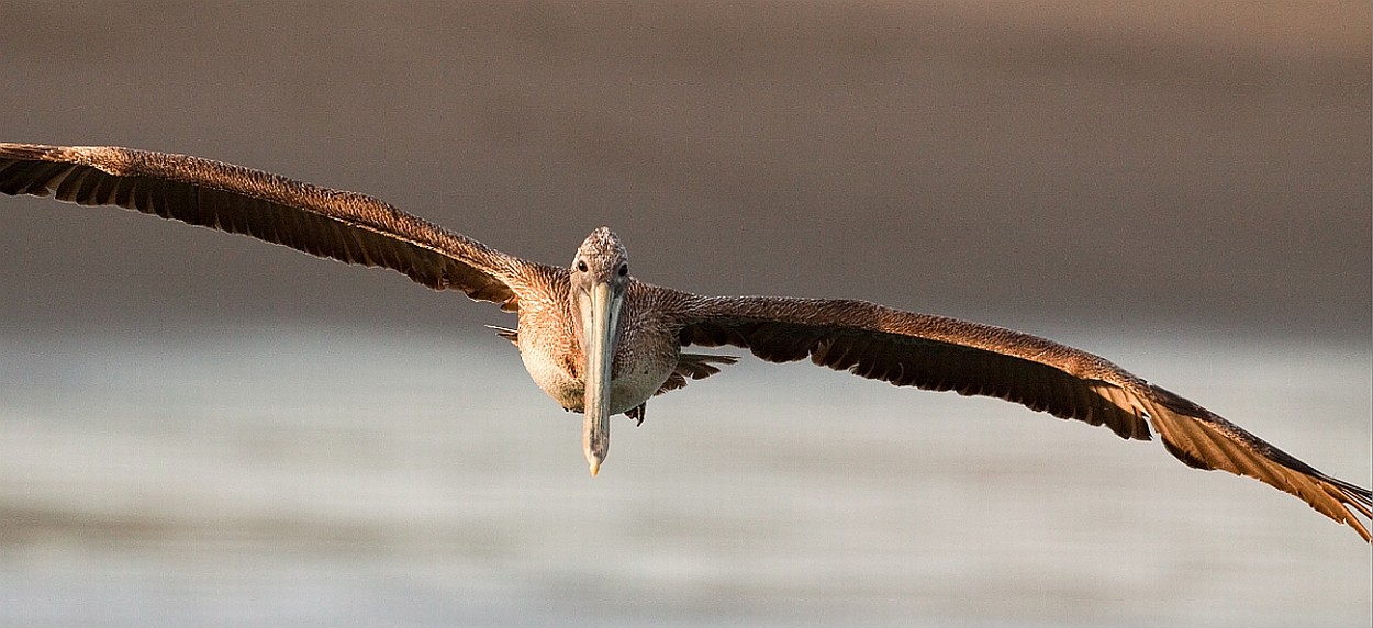 Brown Pelican