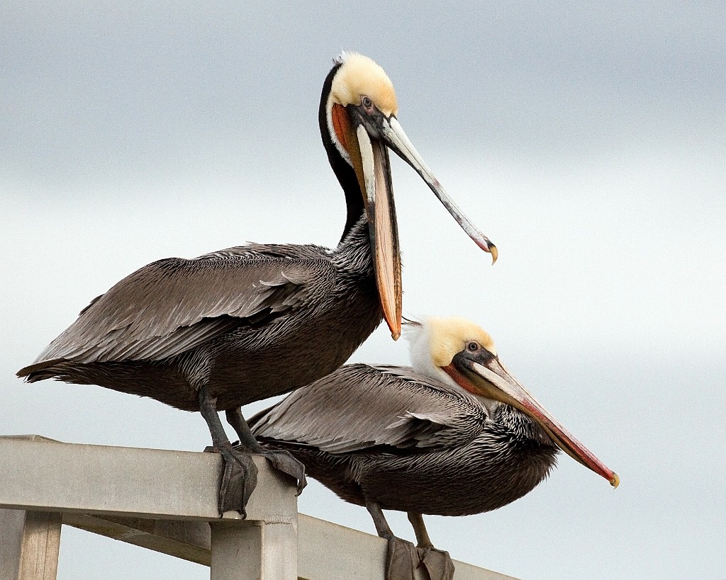 Brown Pelican