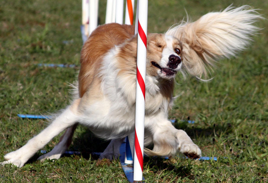 Bru weave poles