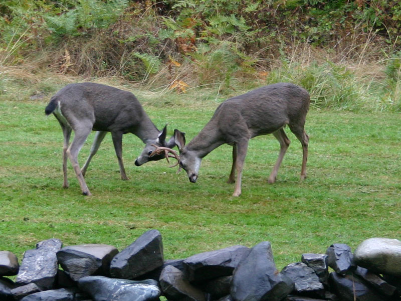 Buck-fight-Black-Bear-Lodge