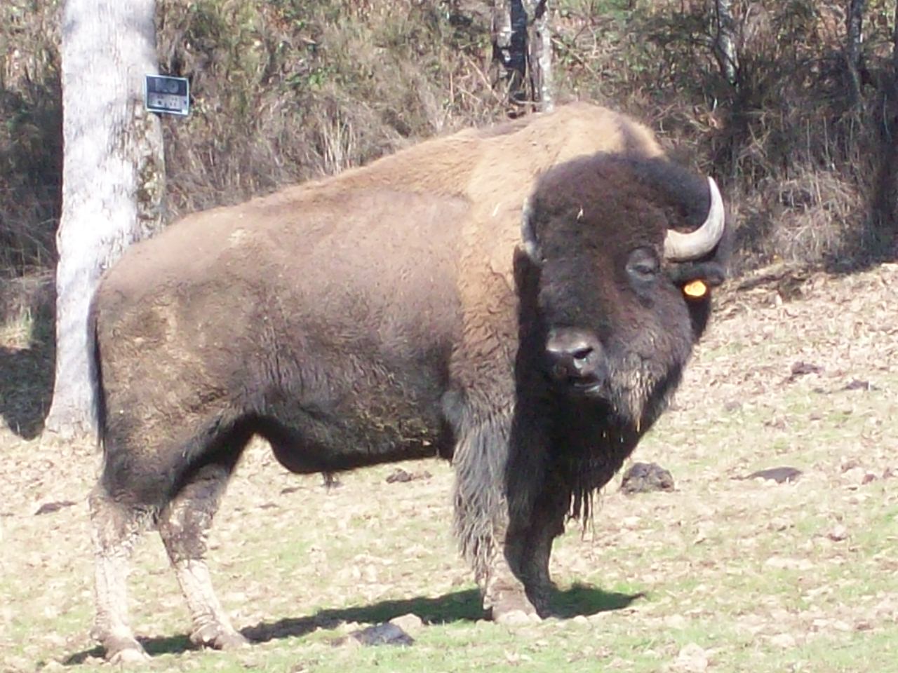 Buffalo In Oregon ?