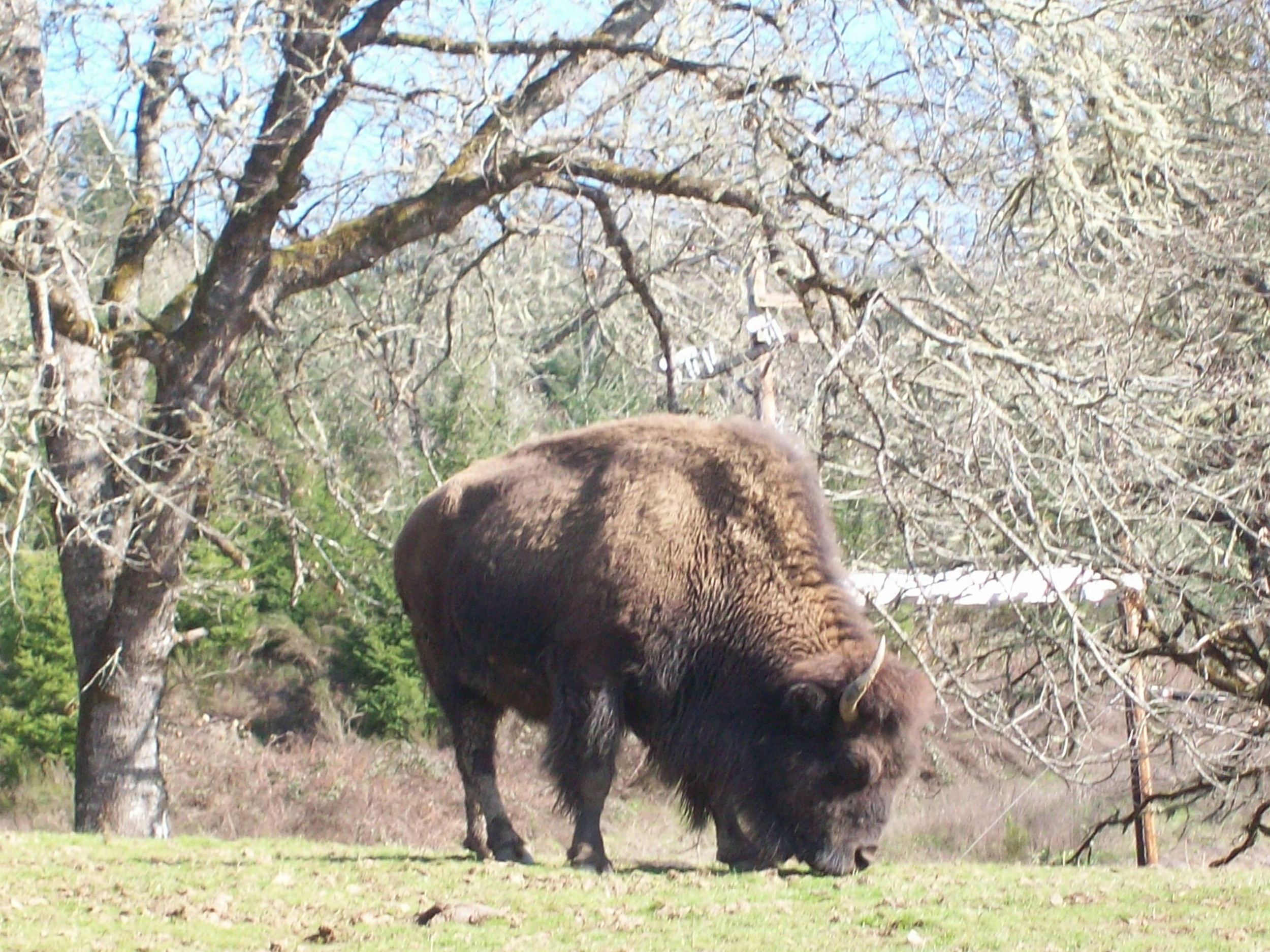 Buffalo In Oregon?