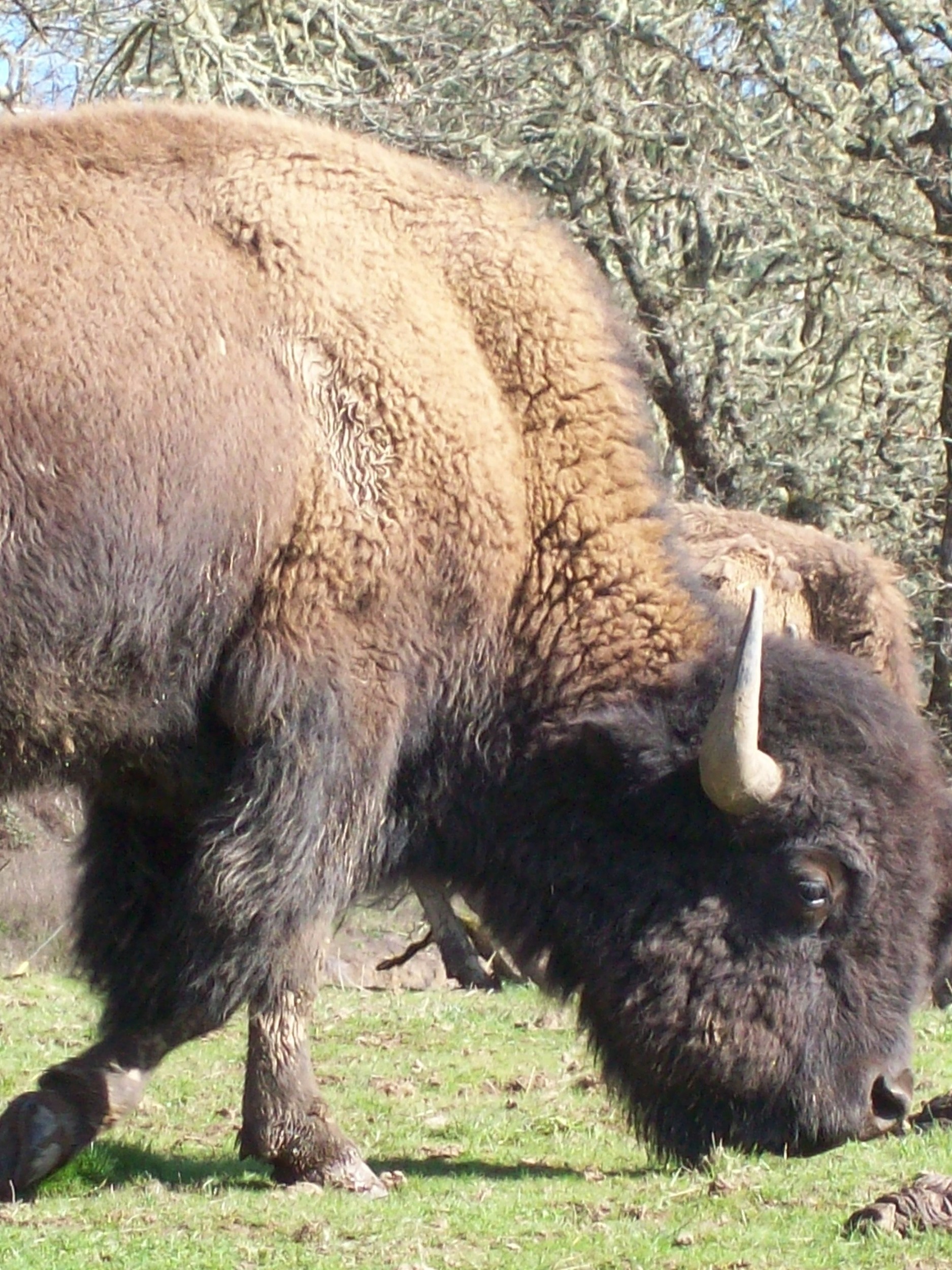 Buffalo In Oregon?