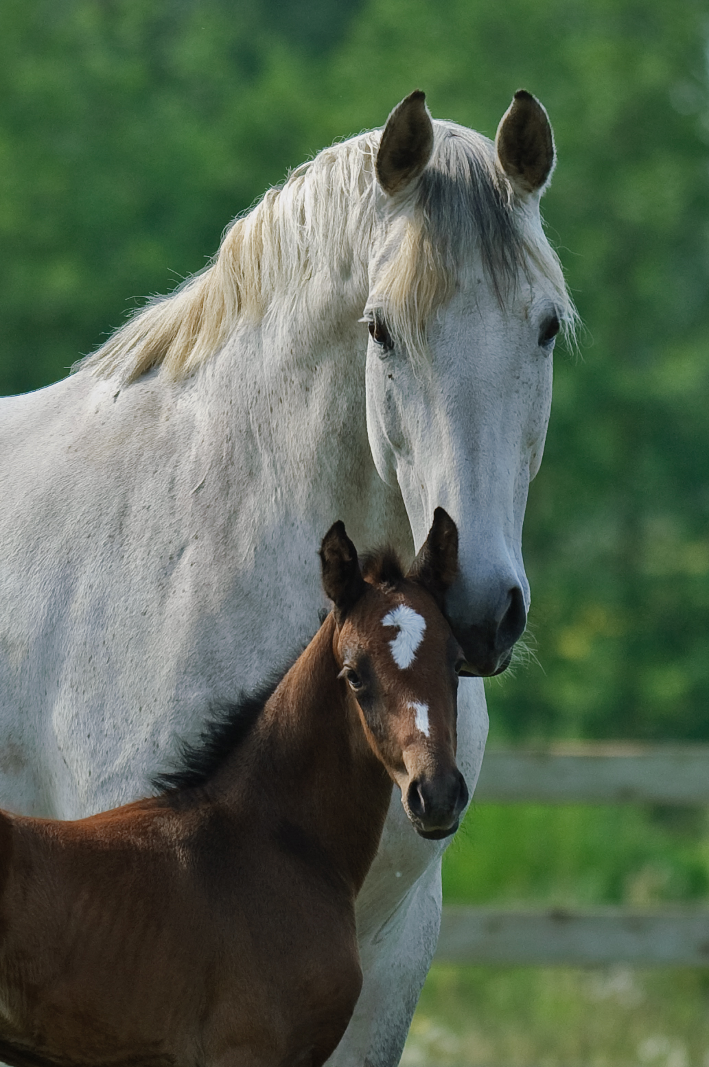Bugsy and her new filly