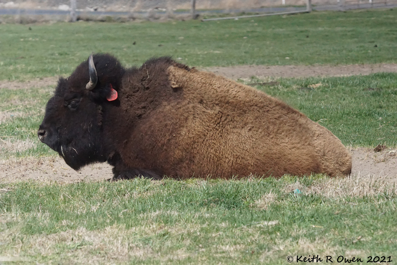 Bull Bison