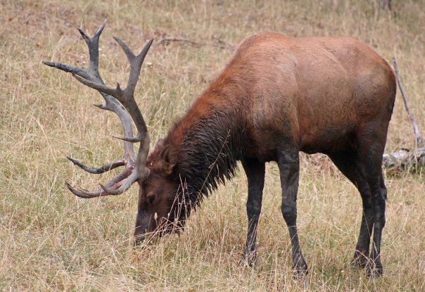 Bull Elk