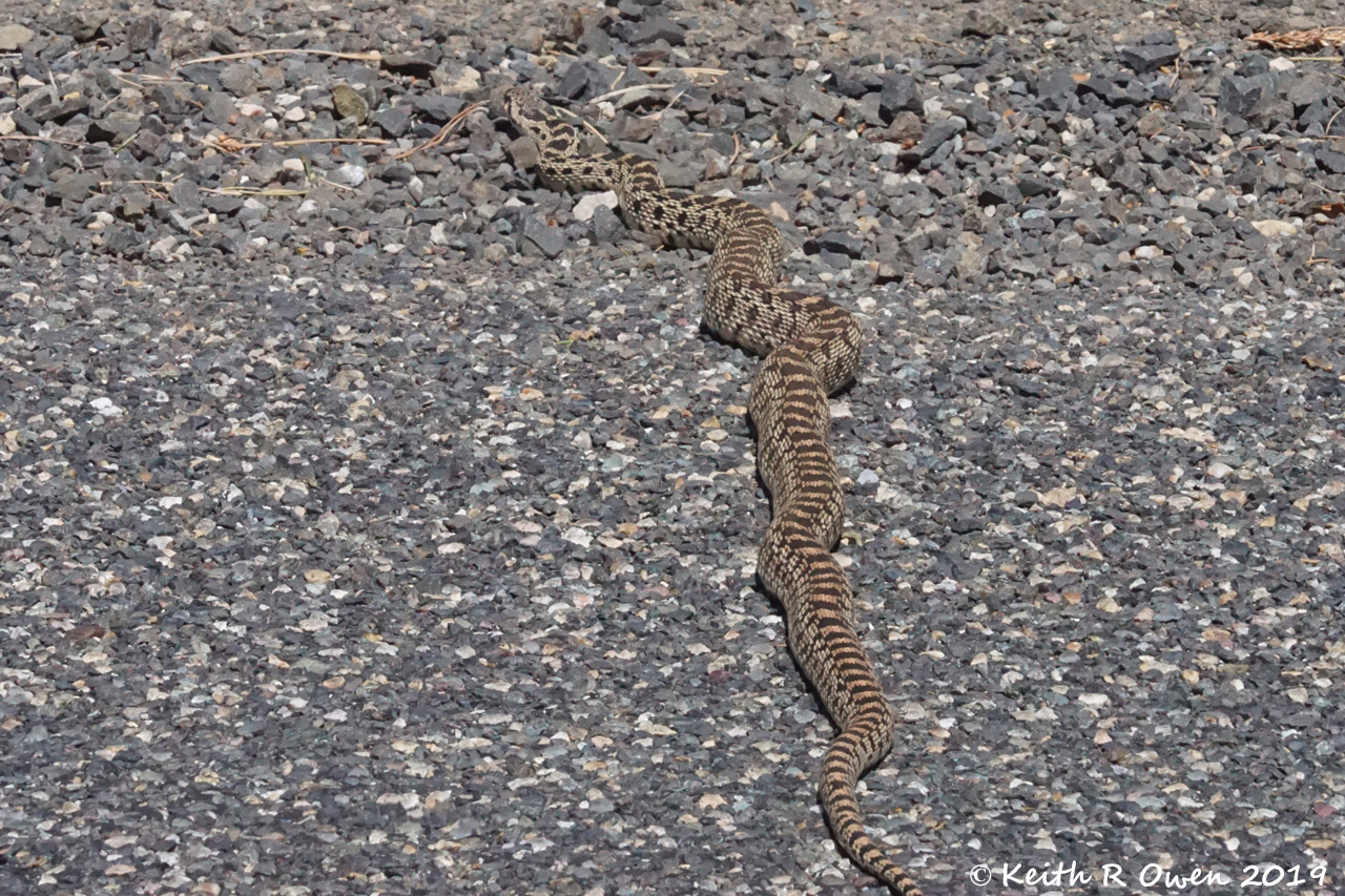Bull Snake aka Gopher Snake