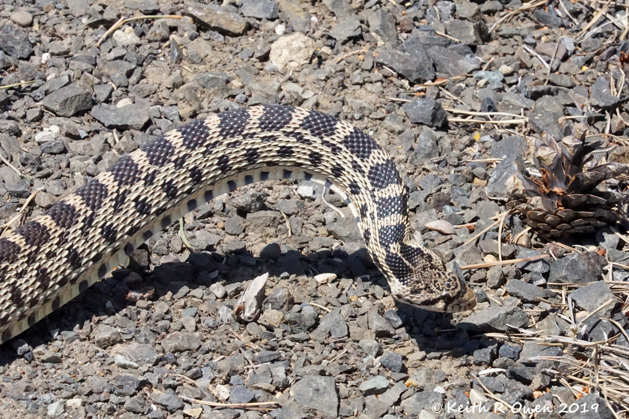 Bull Snake aka Gopher Snake