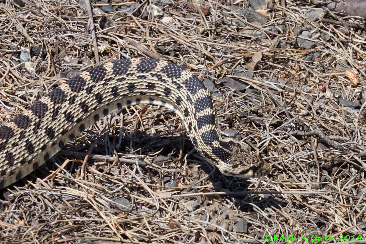 Bull Snake aka Gopher Snake