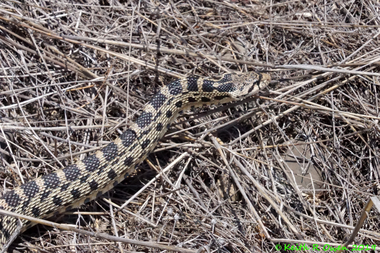 Bull Snake aka Gopher Snake