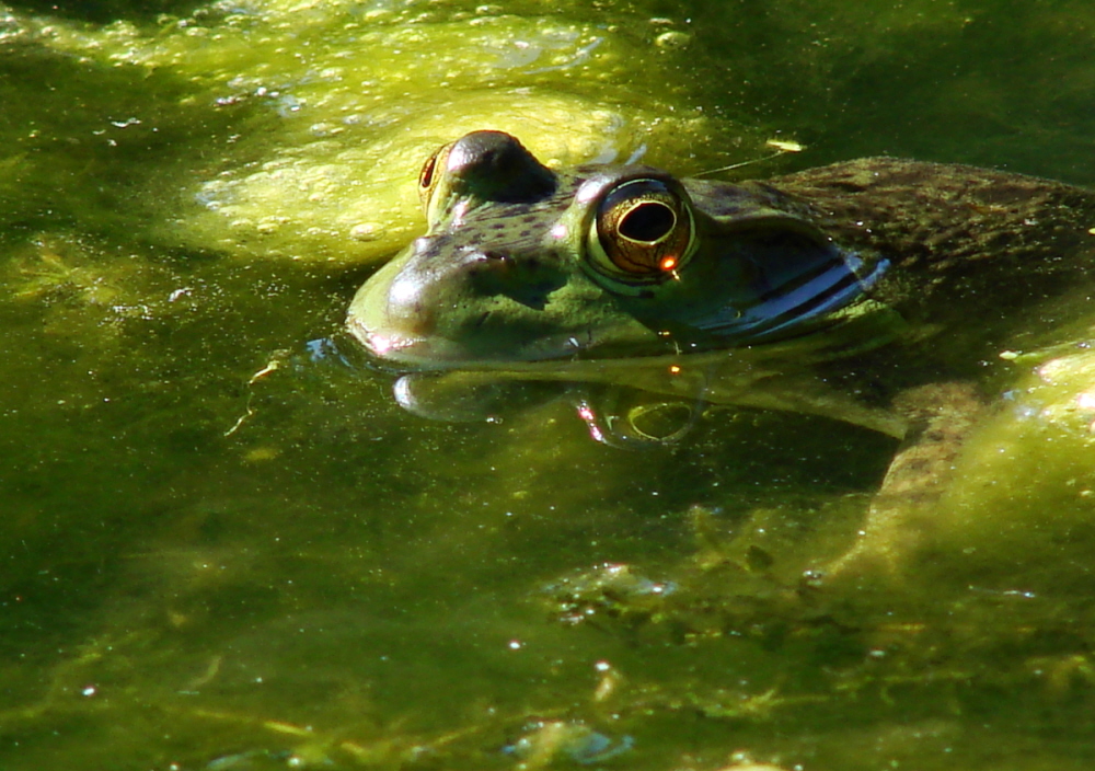 Bullfrog