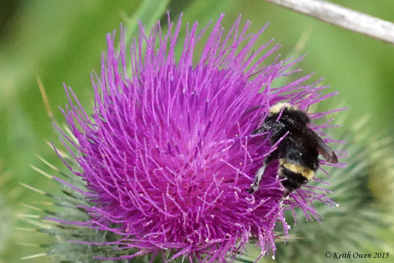 Bumbebee On Thistle