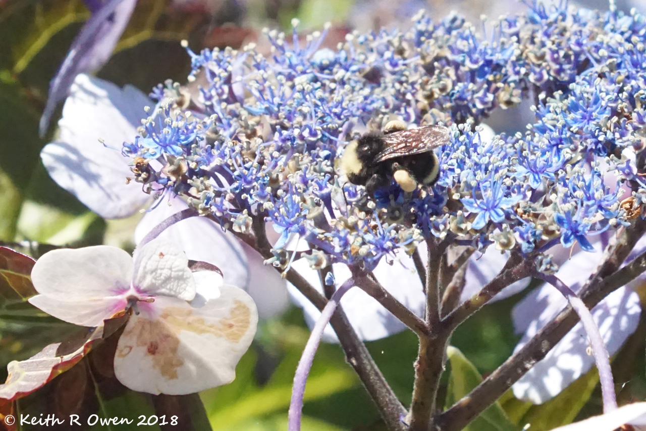 Bumblebee