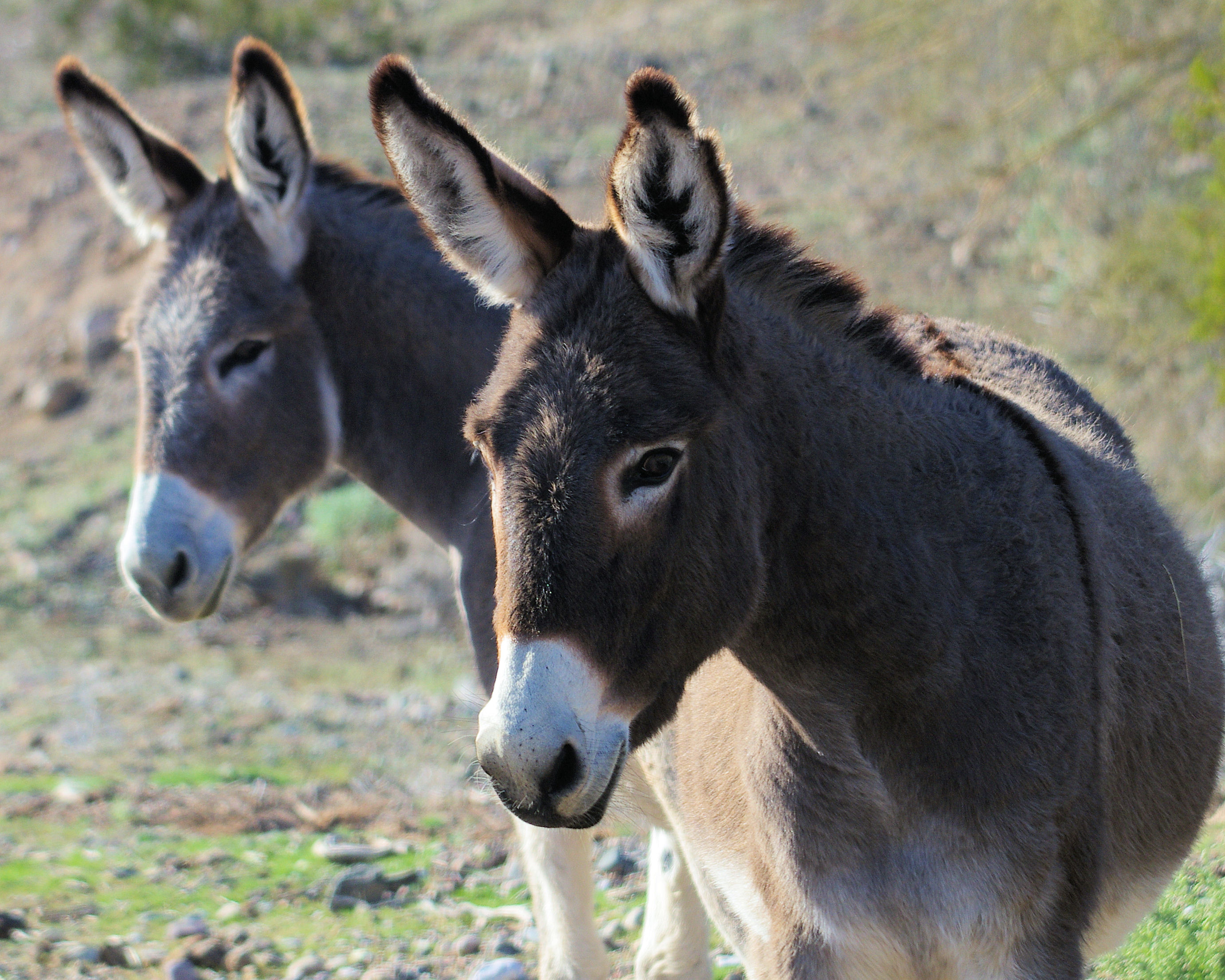 burro2