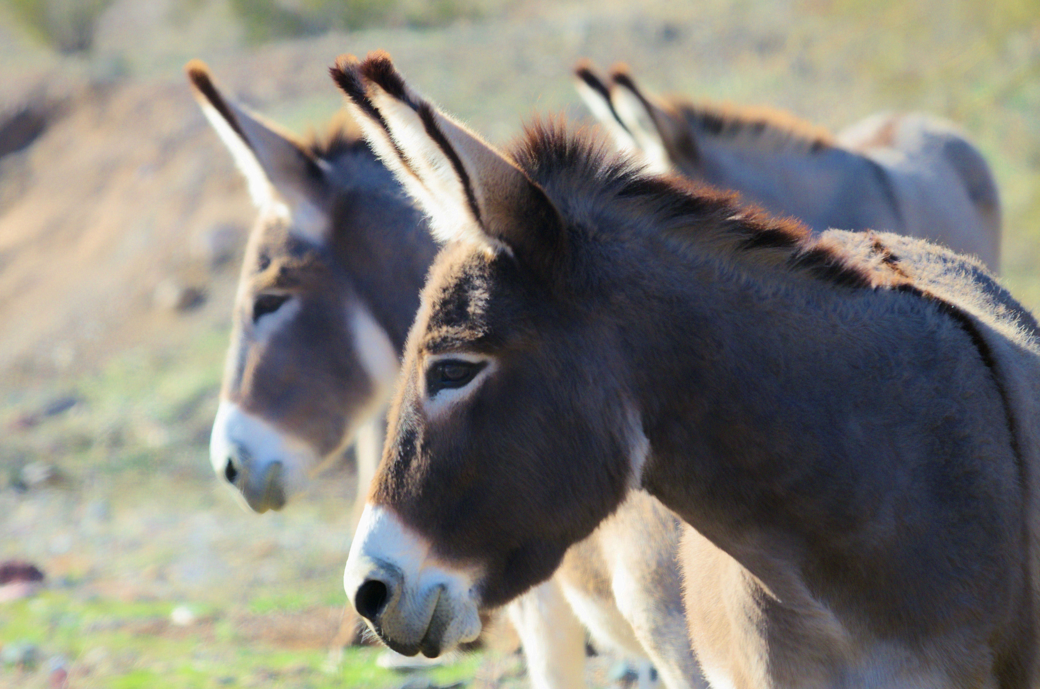 burro3web