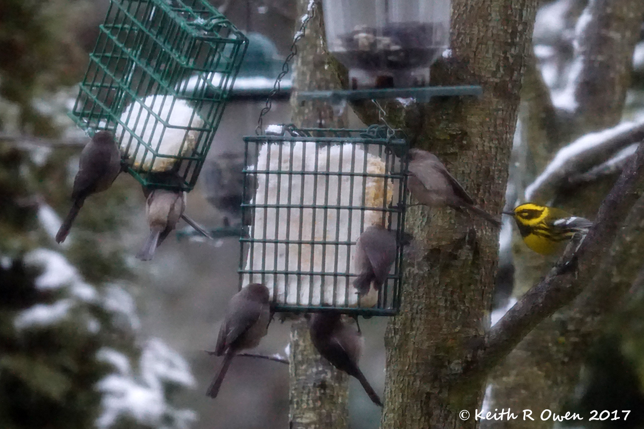 Bushtit and Townsend's Warbler