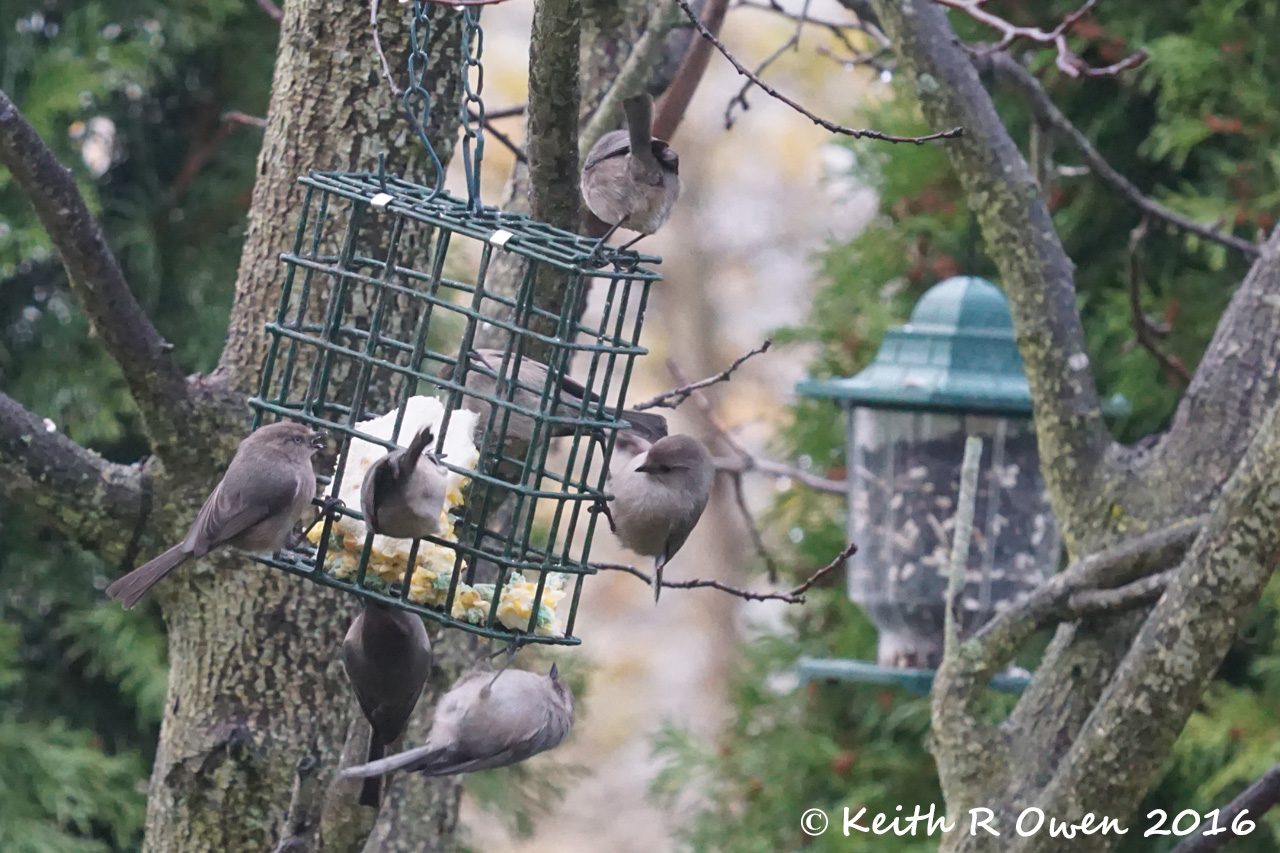 Bushtit