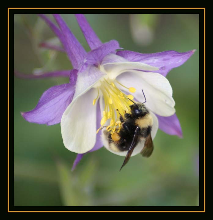 Busy Bee