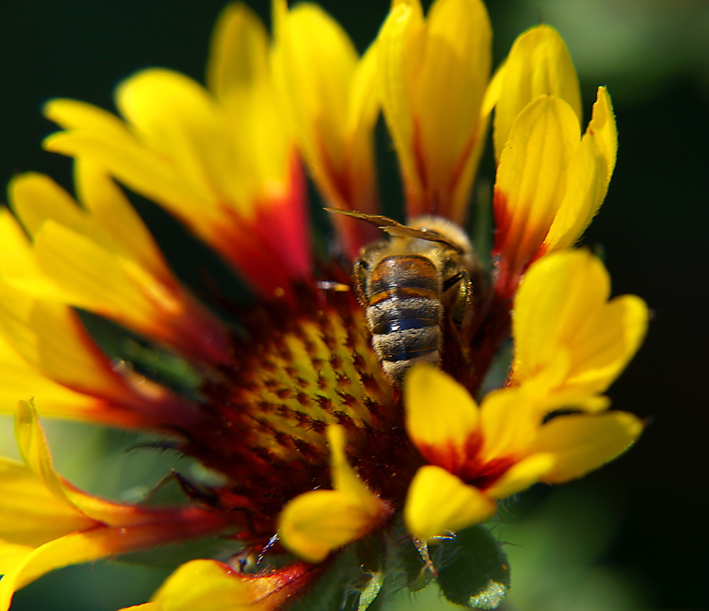 Busy Bees