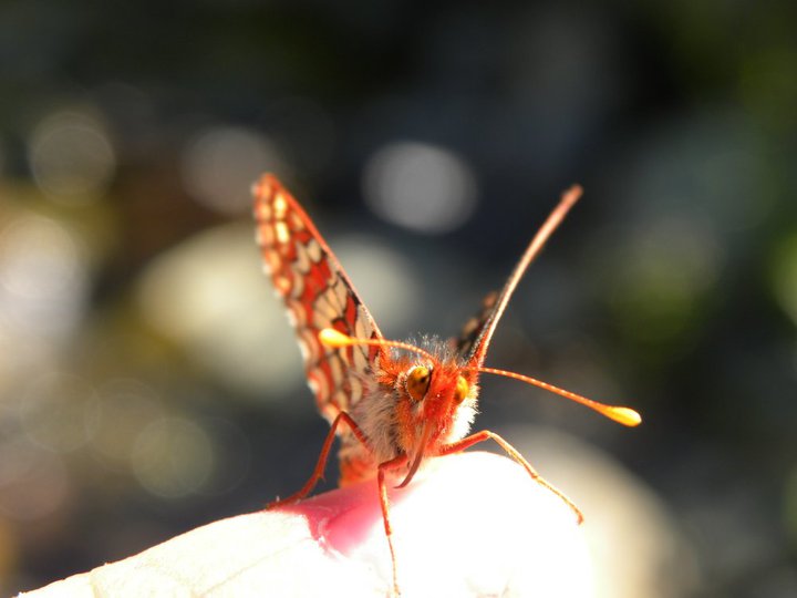 Butterfly in Bean Creek Basin