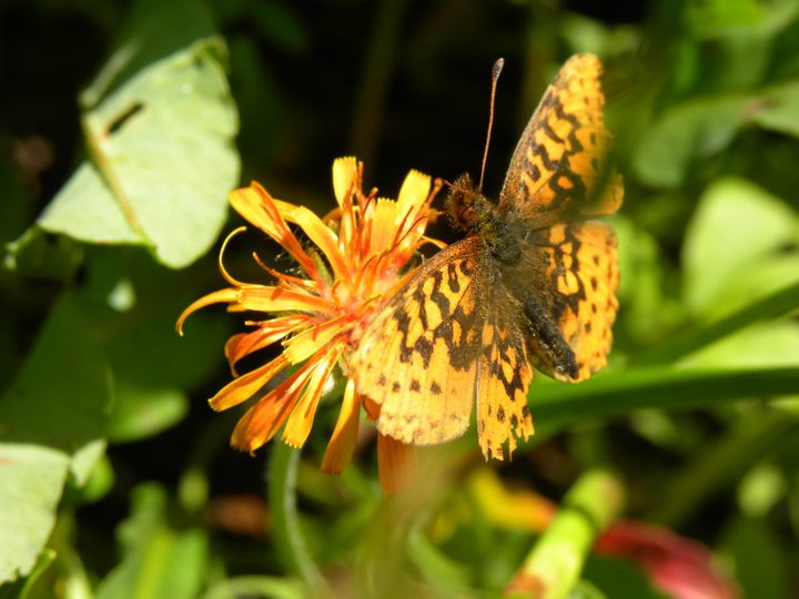 Butterfly on Mt. Pugh