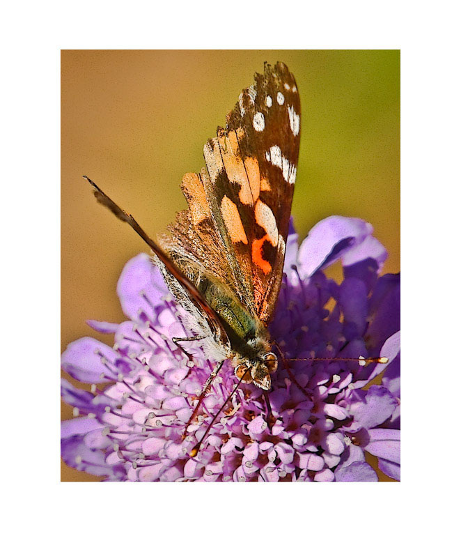 Butterfly
