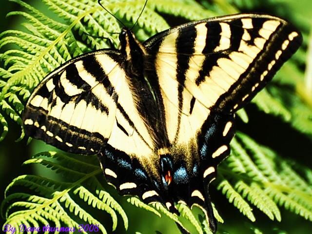 butterfly