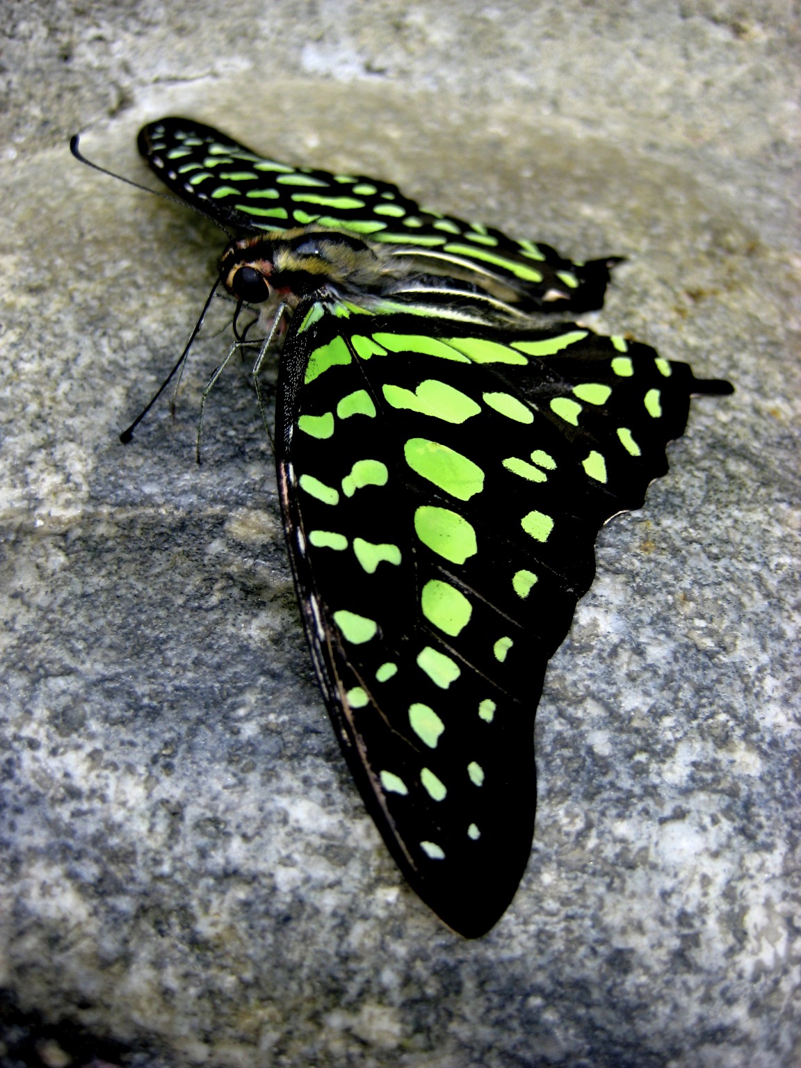 butterfly