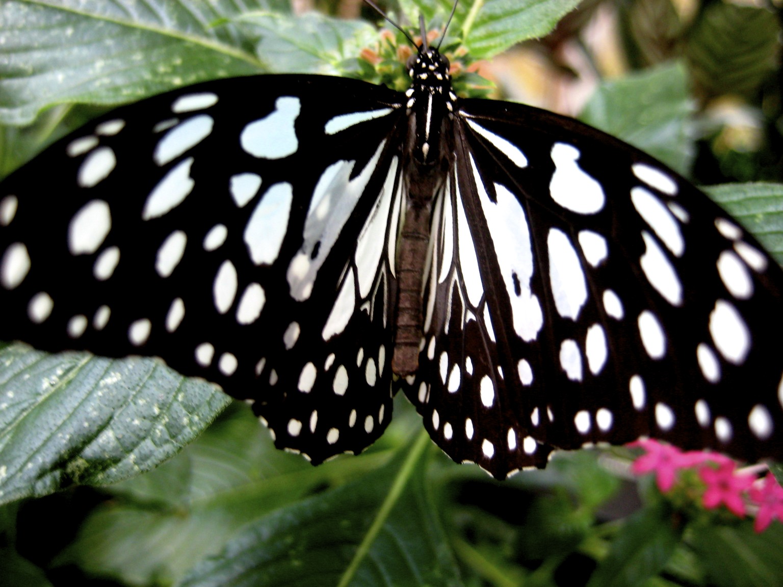 butterfly