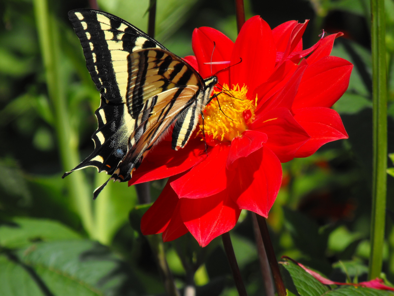 butterfly_on_dahlia